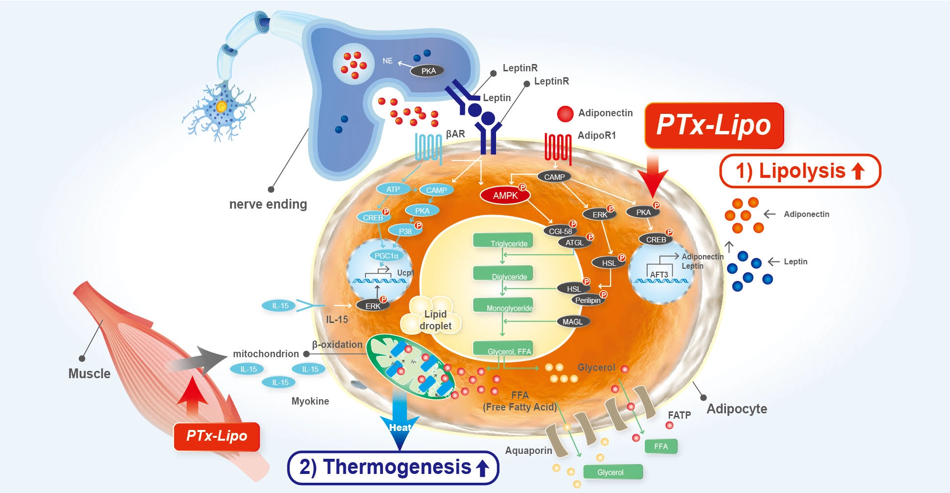 PTx Lipolysis Mechanism